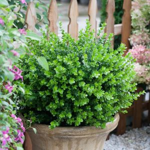 BUXUS MICRO. `SPRINTER`
