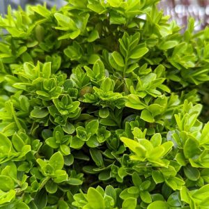 BUXUS MICRO. `TIDE HILL`