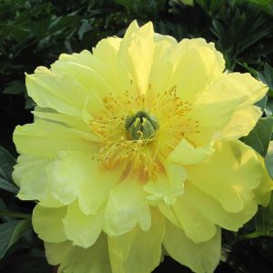 PAEONIA ITOH `BARTZELLA`