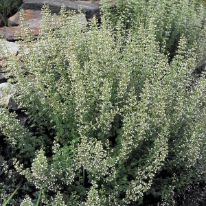 CALAMINTHA NEPETA SSP. NEPETA