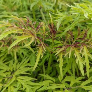 SAMBUCUS RACEMOSA `LEMONY LACE`