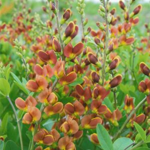 BAPTISIA DECADENCE `CHERRIES JUBILEE`
