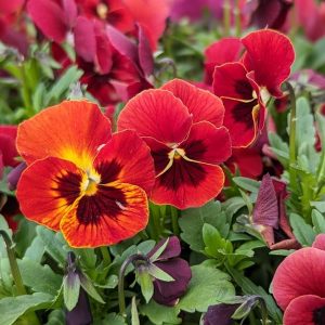 VIOLA `PENNY RED BLOTCH`