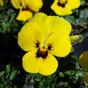 VIOLA `PENNY YELLOW BLOTCH`