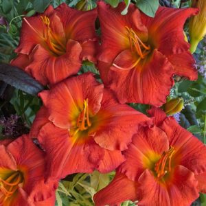 HEMEROCALLIS `DESERT FLAME`