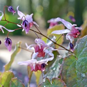 EPIMEDIUM `PINK ELF`