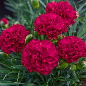 DIANTHUS F.P. `CRANBERRY COCKTAIL`