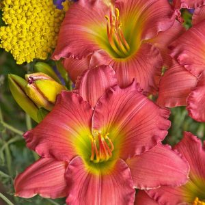 HEMEROCALLIS `PASSIONATE RETURNS`