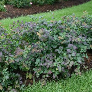 SPIRAEA JAPONICA DOUBLE PLAY `BLUE KAZOO`