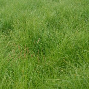 CAREX APPALACHICA