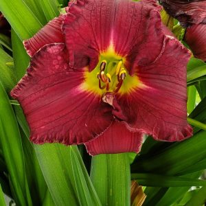 HEMEROCALLIS RAINBOW RHYTHM `NOSFERATU`