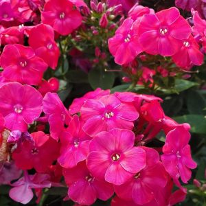 PHLOX `VOLCANO LIPSTICK`