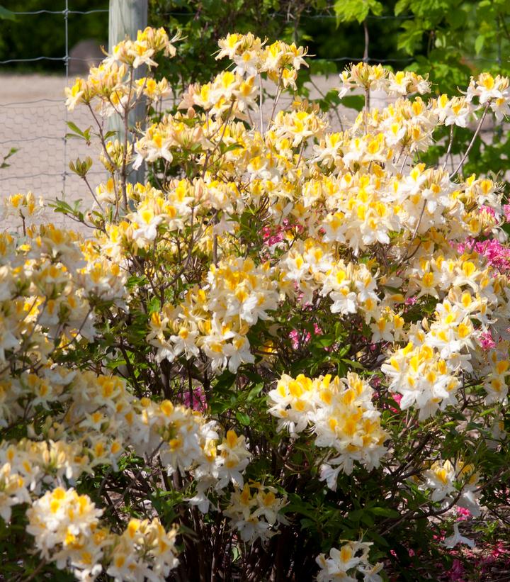 AZALEA `NORTHERN HI-LIGHTS`