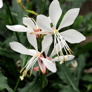 GAURA `SPARKLE WHITE`
