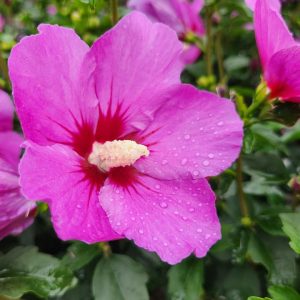 HIBISCUS SYR. `LIL` KIM VIOLET`