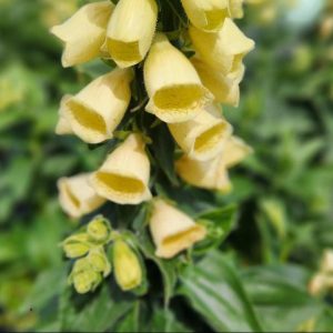 DIGITALIS GRANDIFLORA `CARILLON`