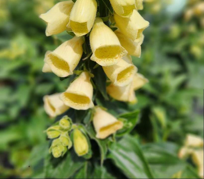 DIGITALIS GRANDIFLORA `CARILLON`
