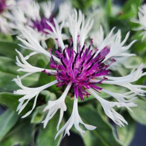 CENTAUREA `AMETHYST IN SNOW`