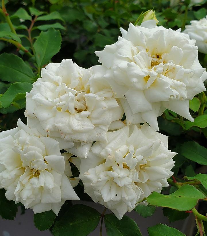 ROSA `DRIFT WHITE`