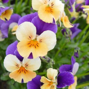 VIOLA `PENNY PEACH JUMP-UP`