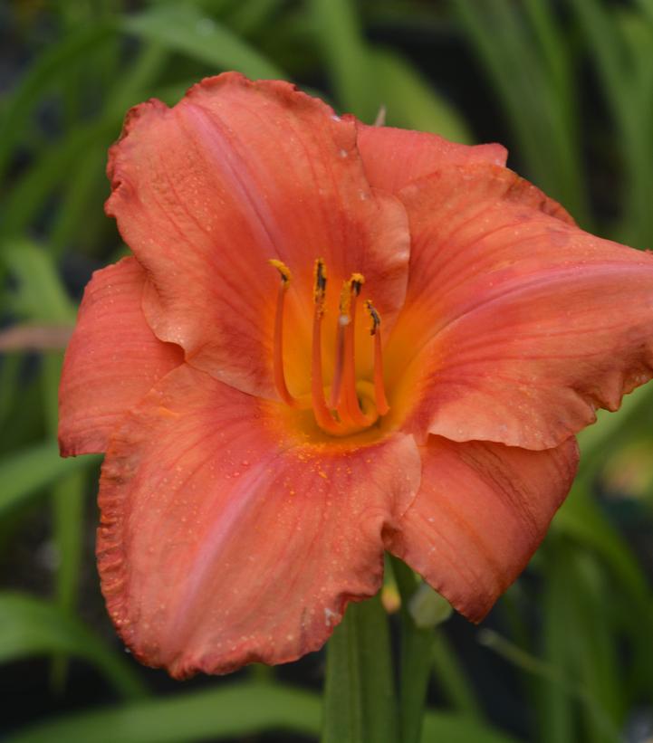 HEMEROCALLIS `SOUTH SEAS`