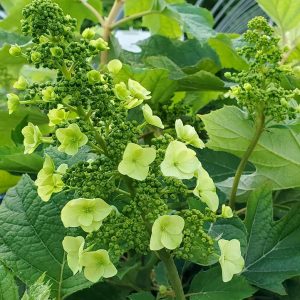 HYDRANGEA QUE. `MUNCHKIN`