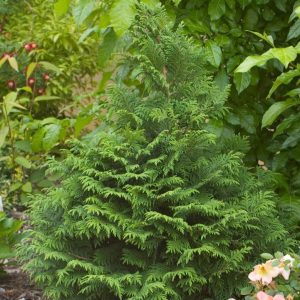 CHAMAECYPARIS PISIFERA `SOFT SERVE`