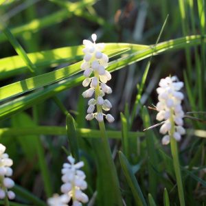 LIRIOPE MUSCARI `MONROE WHITE`