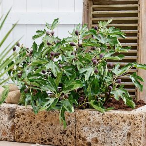 FICUS CARICA `LITTLE MISS FIGGY`