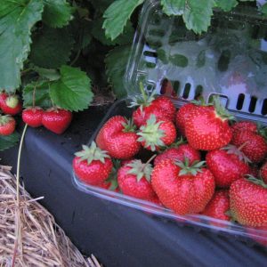 STRAWBERRY `JEWEL`