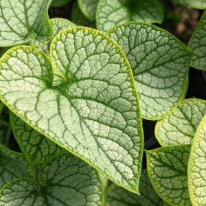 BRUNNERA MACROPHYLLA `JACK FROST`