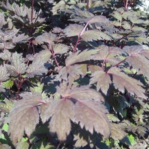 ACTAEA SIMPLEX `BRUNETTE` (CIMICIFUGA)