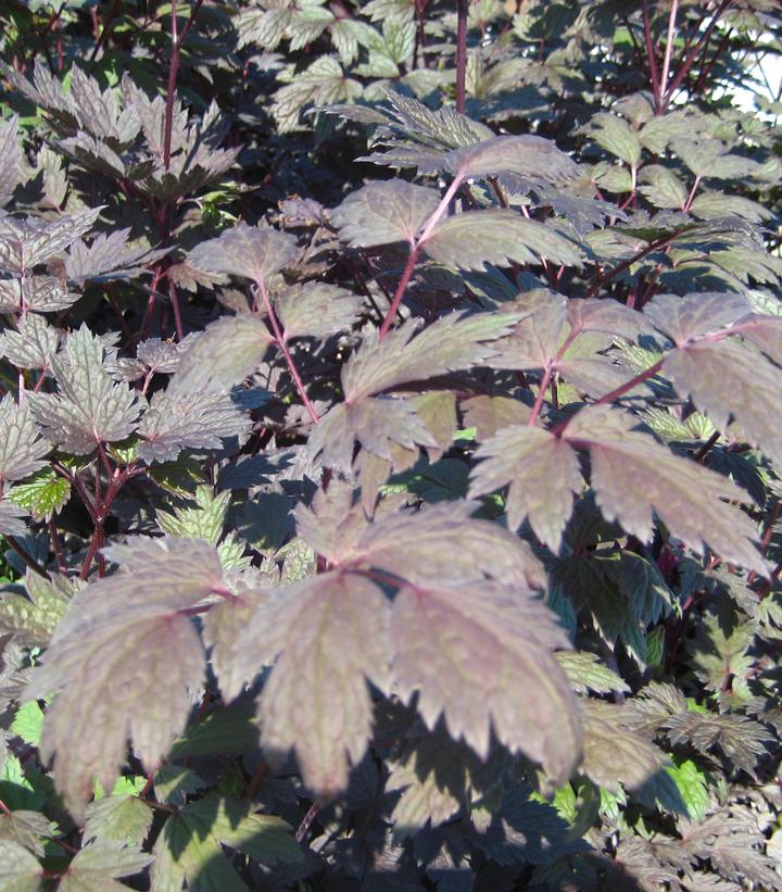 ACTAEA SIMPLEX `BRUNETTE` (CIMICIFUGA)