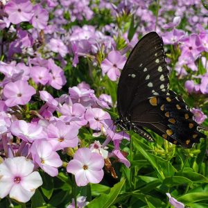 PHLOX `OPENING ACT BLUSH`