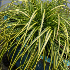 CAREX O. EVERCOLOR `EVERSHEEN`