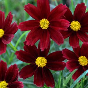 COREOPSIS LI`L BANG `RED ELF`