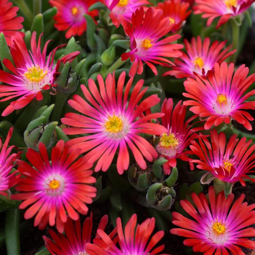 DELOSPERMA JEWEL DESERT `GARNET`