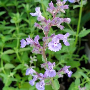 NEPETA `JUNIOR WALKER`