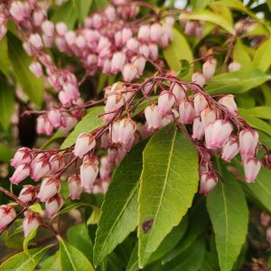 PIERIS JAPONICA `KATSURA`