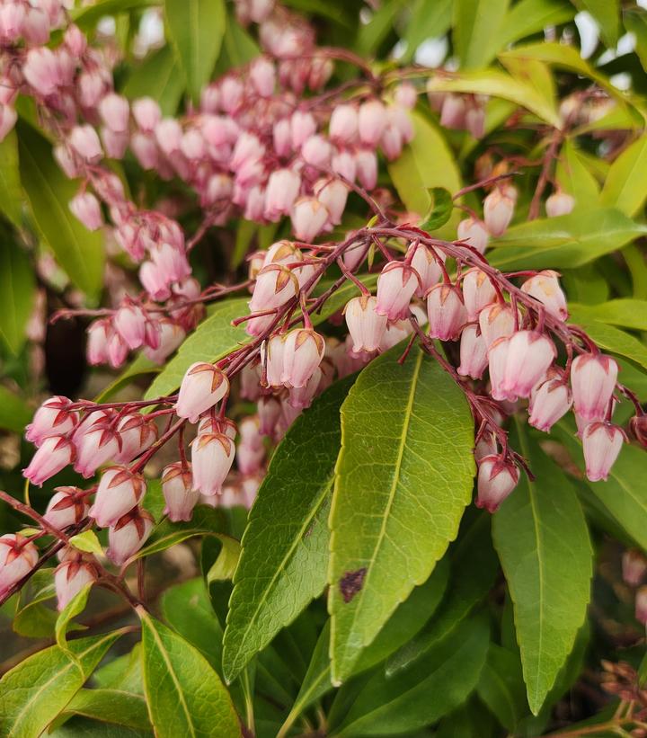 PIERIS JAPONICA `KATSURA`
