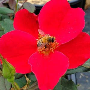 ROSA `MIRACLE ON THE HUDSON`