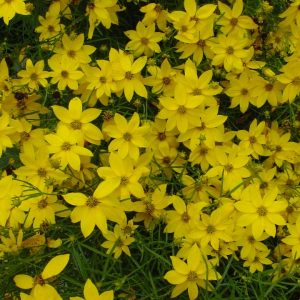 COREOPSIS VERTICILLATA