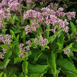 EUPATORIUM DUBIUM `BABY JOE`