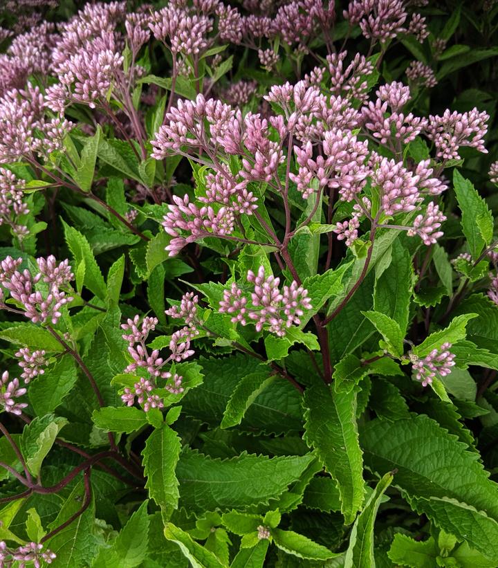 EUPATORIUM DUBIUM `BABY JOE`