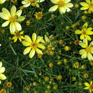 COREOPSIS VERTICILLATA `MOONBEAM`