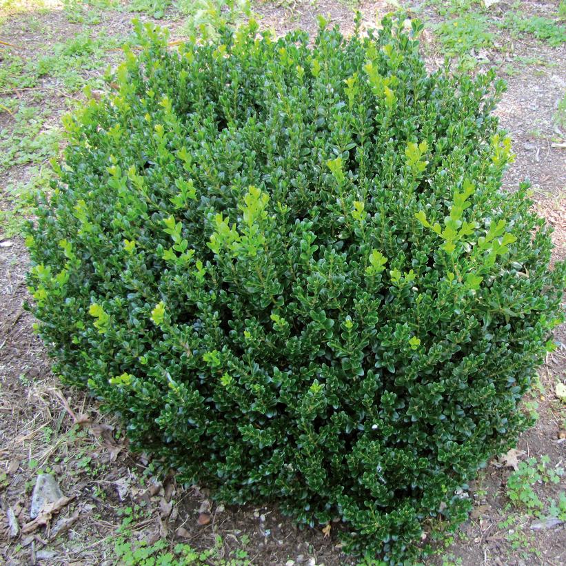 BUXUS MICRO. `LITTLE MISSY`