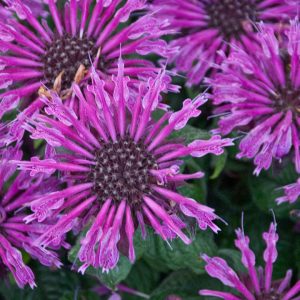 MONARDA `LEADING LADY PLUM`