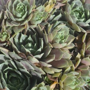 SEMPERVIVUM `PACIFIC BLUE ICE`