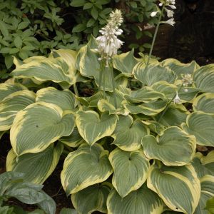 HOSTA `EARTH ANGEL`