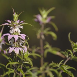 MONARDA PUNCTATA
